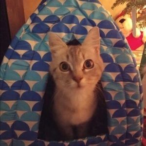 Meet your Posher, Patrick